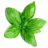 lechuga hoja de roble