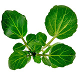 lechuga batabia