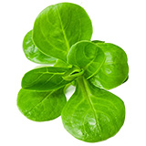 lechuga romana