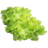 lechuga iceberg
