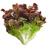 lechuga hoja de roble