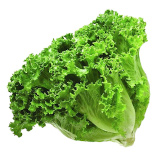 lechuga batabia
