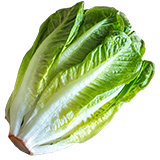 lechuga romana